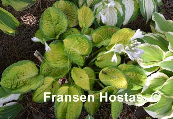Hosta Rainforest Sunrise - Fransen Hostas